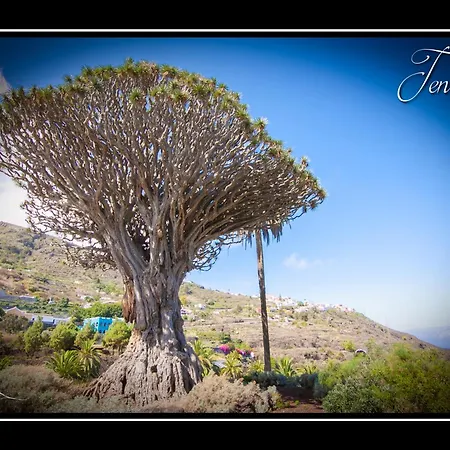 Agua Viva קיאו סלבאחה