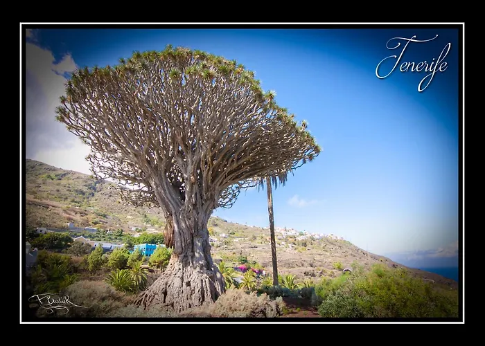 Agua Viva קיאו סלבאחה